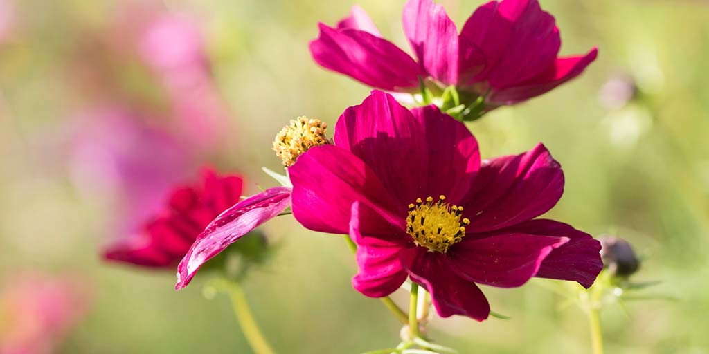 Cosmos / RHS Plant Guide