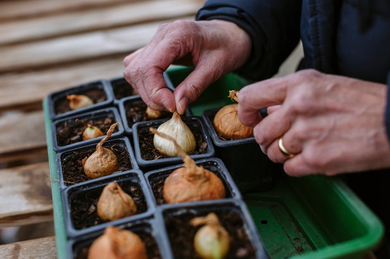 Hands planting onions in pots