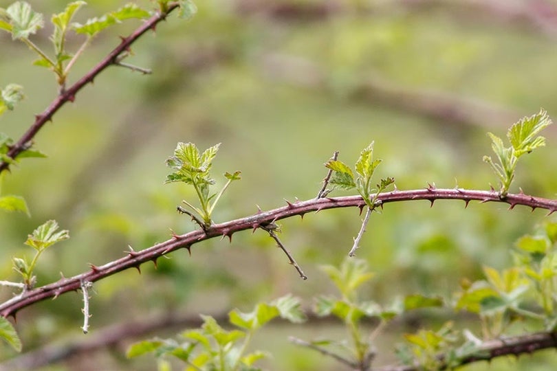Brambles | RHS Advice