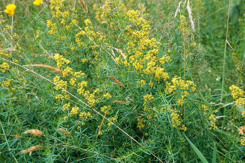 9. Galium verum (lady’s bedstraw)