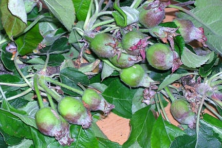 Sometimes apples need to be thinned to avoid overcropping. Image: RHS