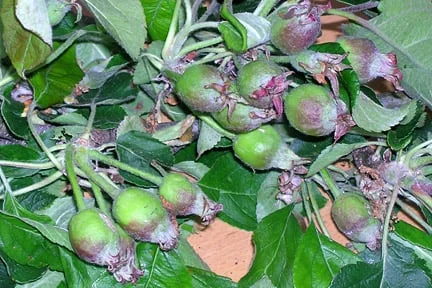 Sometimes apples need to be thinned to avoid overcropping. Image: RHS