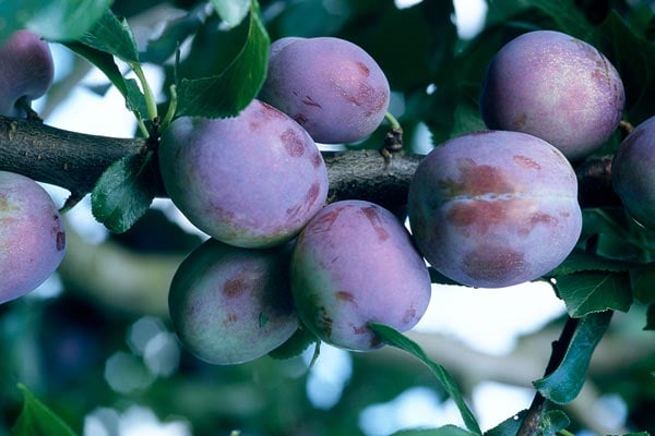 Buy prunus from RHSplants.co.uk