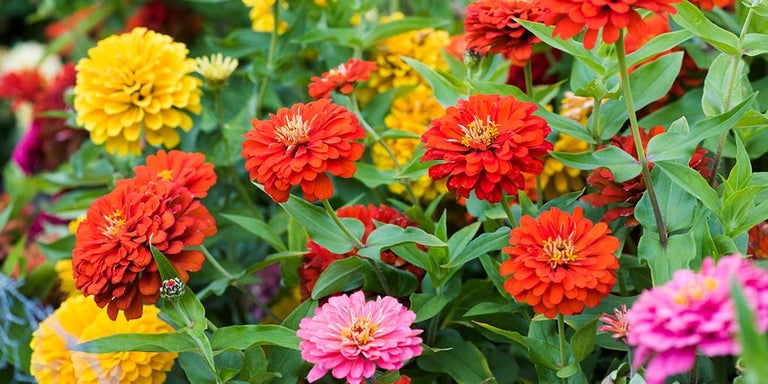 Buy zinnia from RHSPlants.co.uk