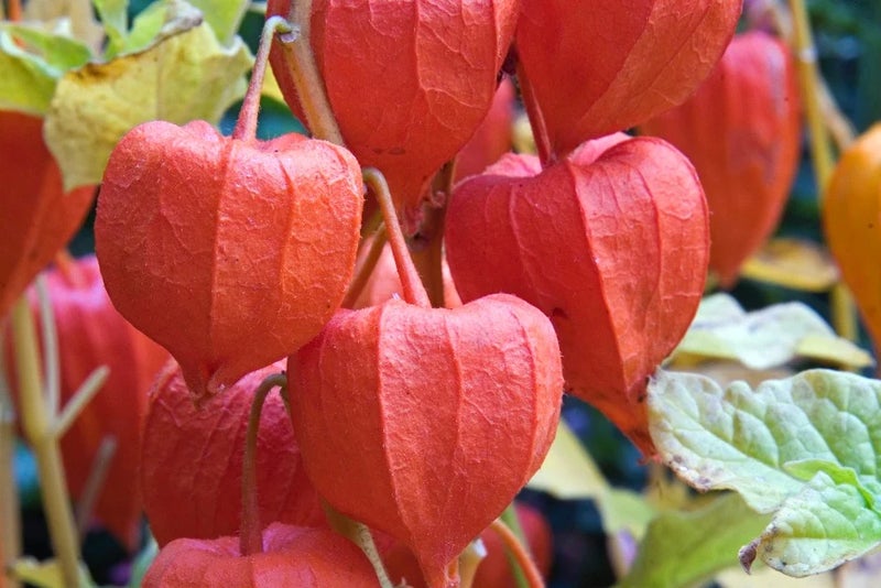 Chinese lantern