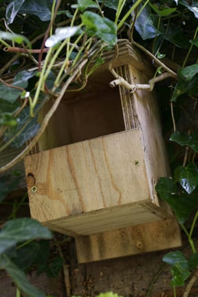 Wildlife in gardens | RHS Advice