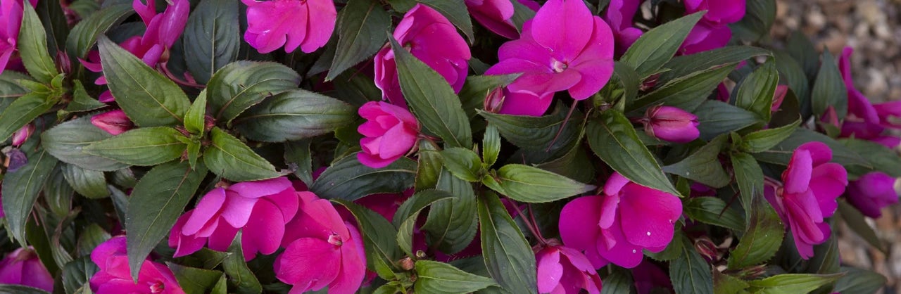 Impatiens