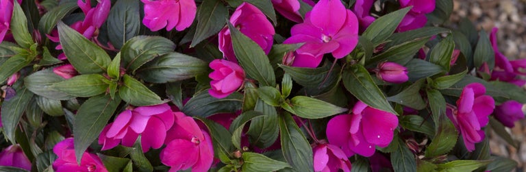 Impatiens
