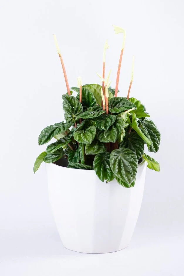 Peperomia caperata (radiator plant)