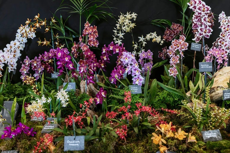 10 things you didn’t know about orchids