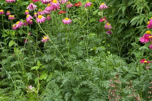 Dan’s Plants