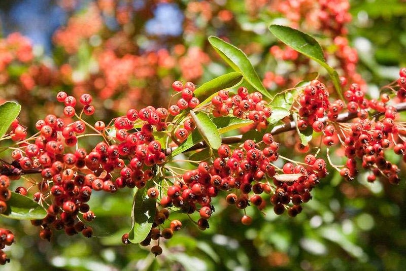 French firethorns