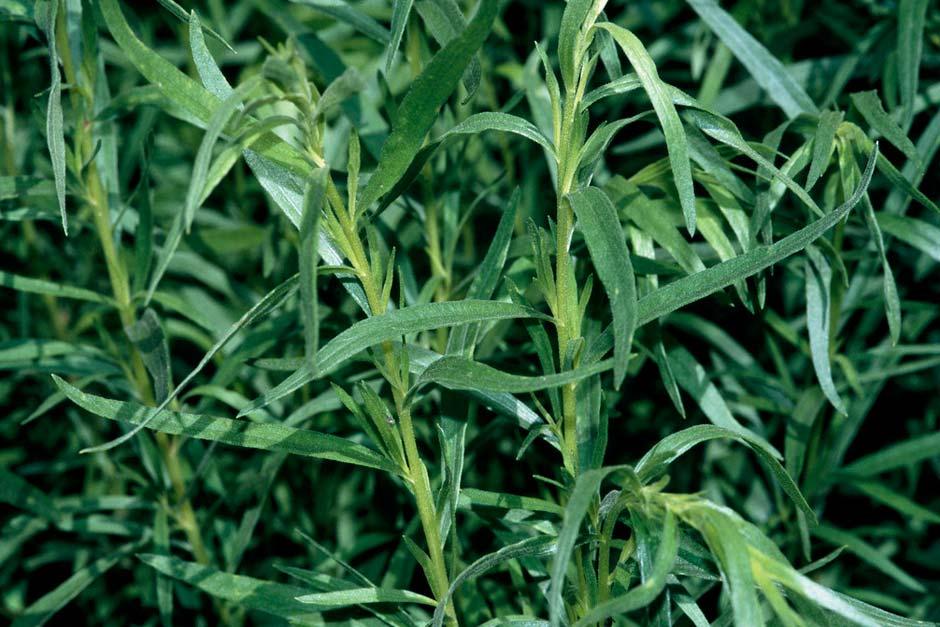How to grow Tarragon | RHS Guide