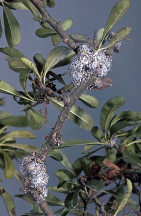 Codling moth | RHS Advice