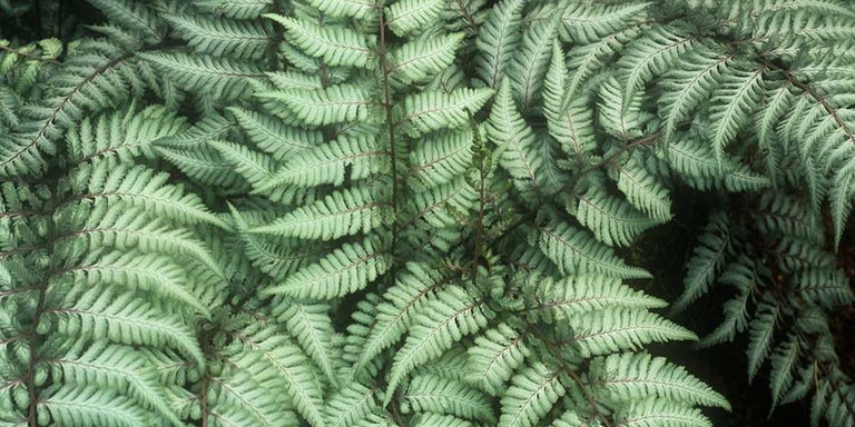 Buy athyriums from RHSplants.co.uk