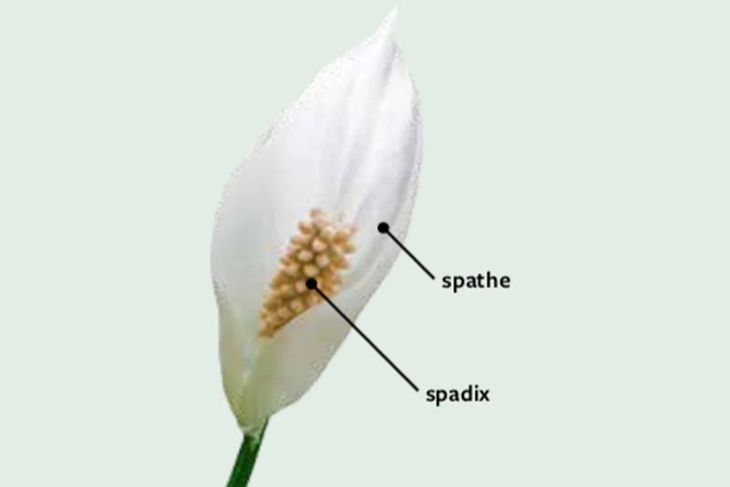 What makes an aroid?
