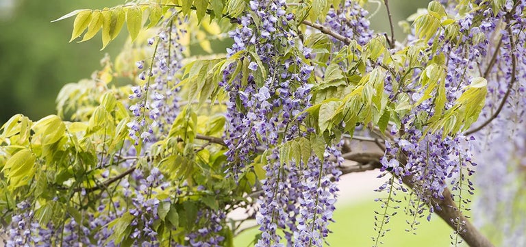 Five reasons to plant a climber