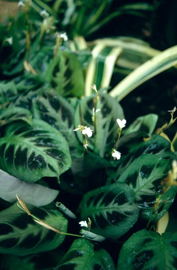 Maranta leuconeura (prayer plant)​