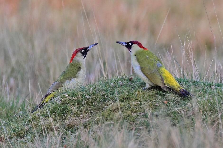 Green woodpeckers. Image: Ivan Ellison