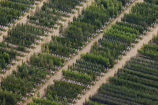 Barcham Trees Plc