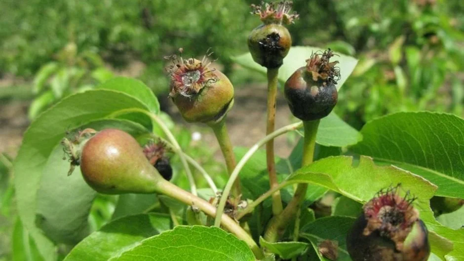 Pear Midge: How to Prevent Fruit Loss | RHS Advice