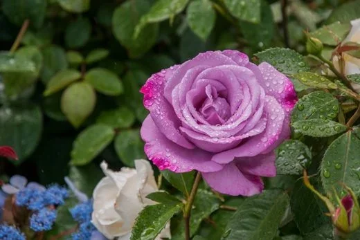 Blue Diamond Garden Centres