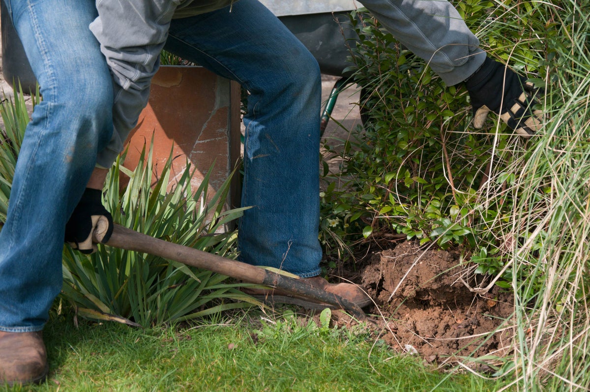 Digging up mature specimen