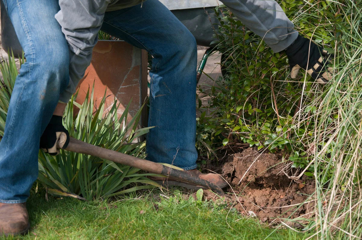 Digging up mature specimen