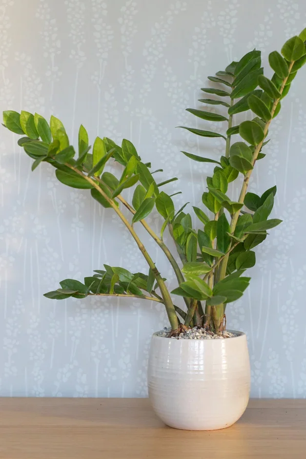 2. ZZ plant (Zamioculcas-zamiifolia)