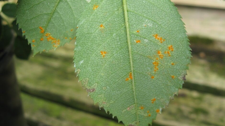 Rust In Roses Rose rust: Symptoms & Control | RHS Advice