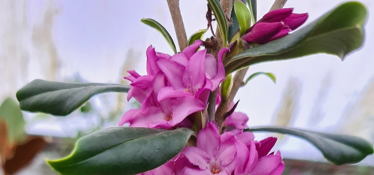 Five plants Sandringham’s Head Gardener couldn’t do without