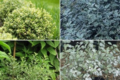 Pittosporum for hedging