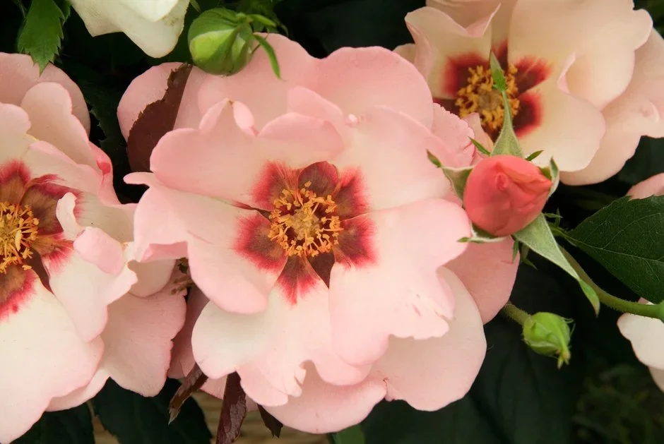 The Harkness Rose Company