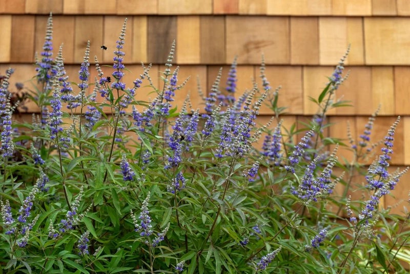 Vitex-agnus-castus