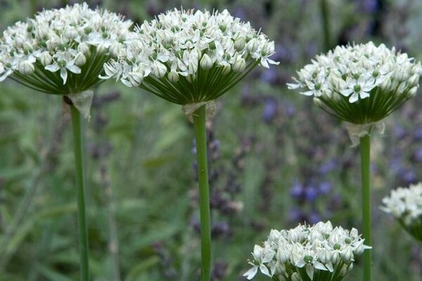 Garlic chives