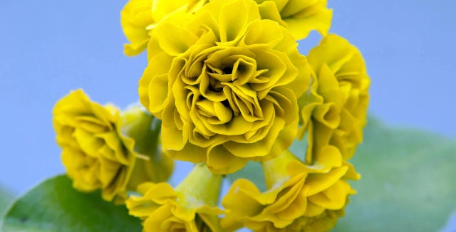 How to grow <i>Primula Auricula