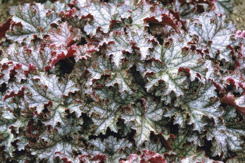 A heuchera to dance in the shade