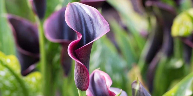 Buy zantedeschia from RHSplants.co.uk