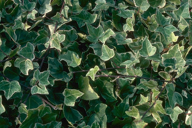 Superb ground cover