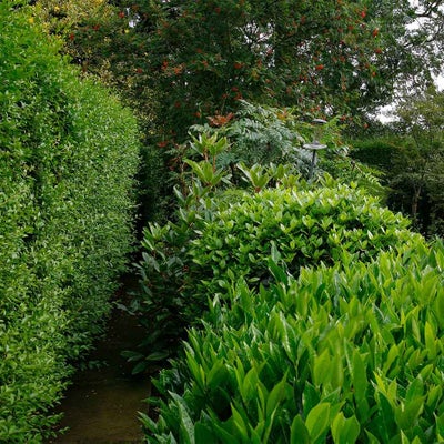 Evergreen shrubs RHS/Neil Hepworth