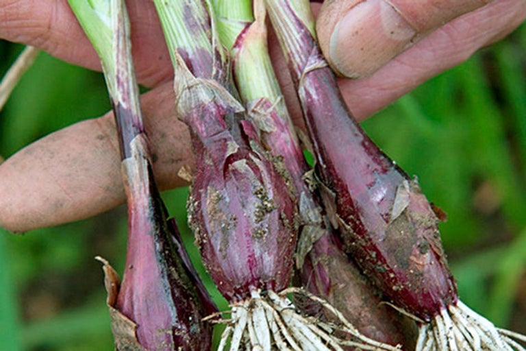 Buy salad onions at RHSplants.co.uk