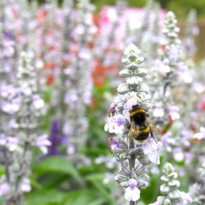 Evergreens can provide year-round interest