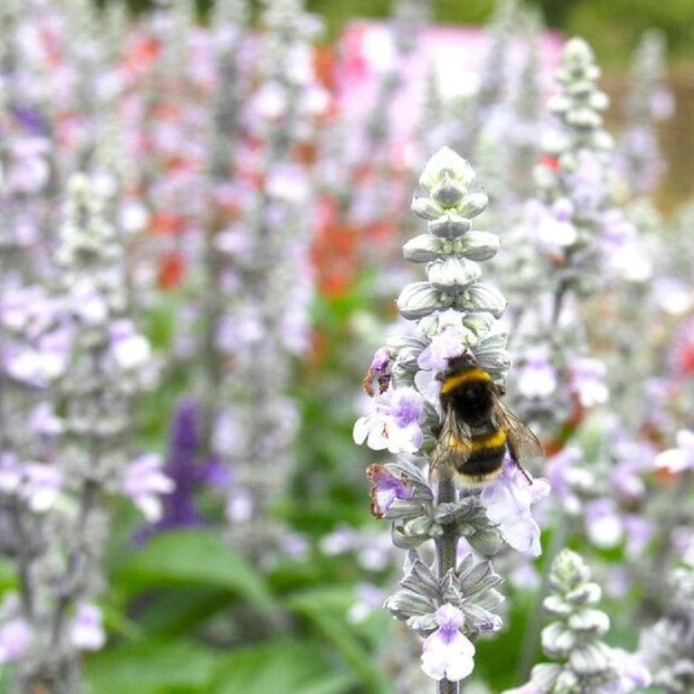 Plants for evergreen foliage: seasonal interest