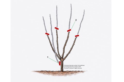 Pruning Redcurrants and Whitecurrants | RHS Advice