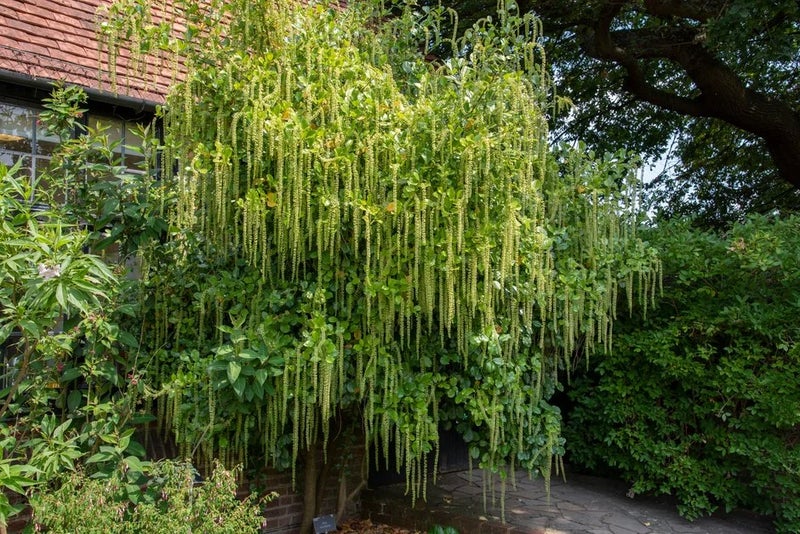 Fragrant catkins
