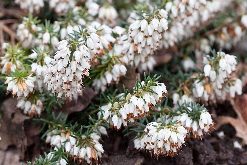 Winter heathers