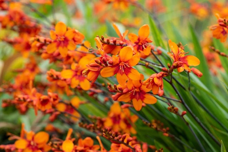RHS Plant Trials and Awards