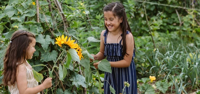 Ten plants to include in a child-friendly garden
