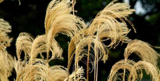 Miscanthus