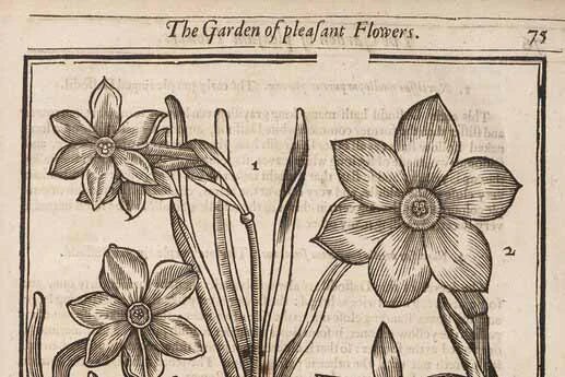 The story of daffodils in the RHS digital collection